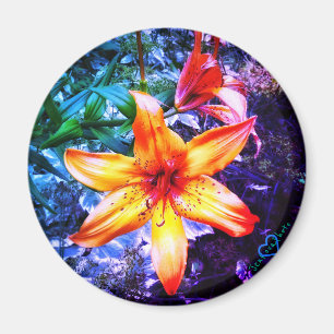AIMANT 1DAYLILLY