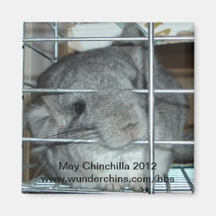 Aimant 2012 de chinchilla de mai