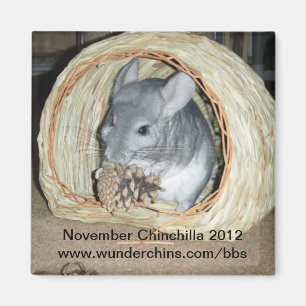 Aimant 2012 de chinchilla de novembre