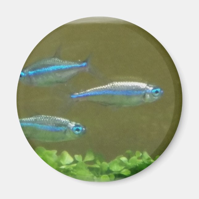 AIMANT 20160526_113326 (Devant)