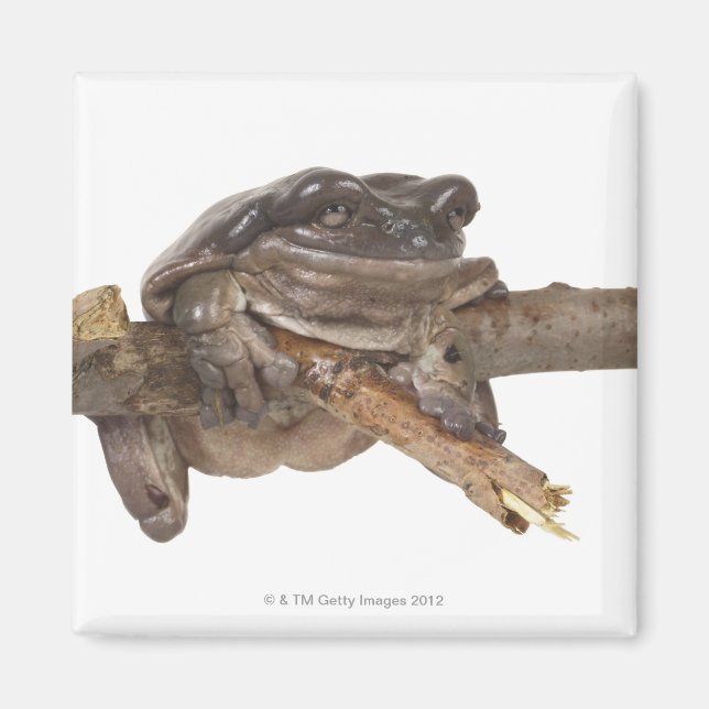 AIMANT 23568138 (Devant)