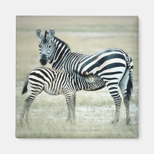 AIMANT 24114480 (Devant)