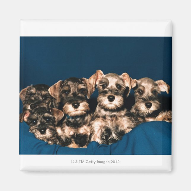 AIMANT 24117057 (Devant)