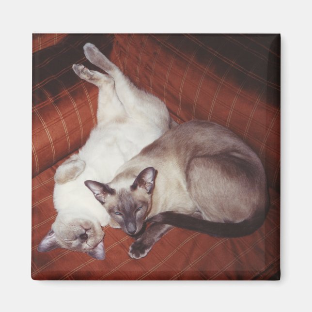 Aimant 2 chats siamois : Tortie et Seal Point (Devant)