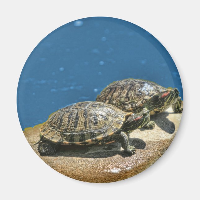 Aimant 2 tortues sur un rocher (Devant)