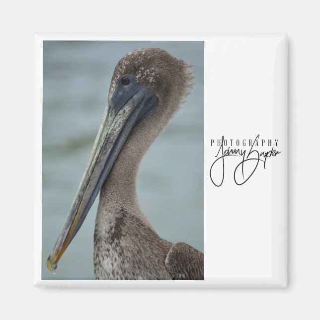 Aimant 2x2 St. Pete Pelican (Devant)