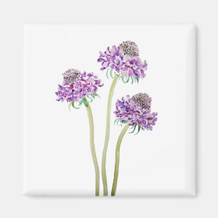 Aimant 3 scabiosa violette boule fleurs aquarelle