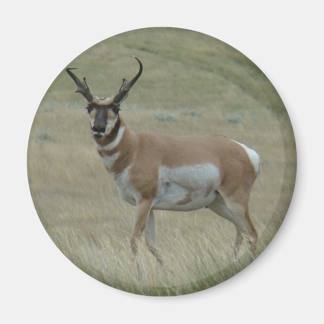 Aimant A33 Pronghorn Antelope Buck Crooked Horns (Devant)