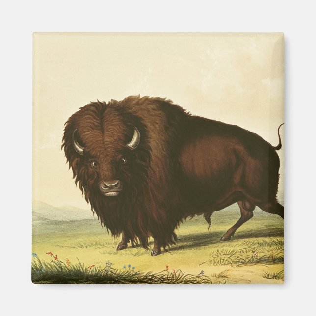 Aimant A Bison, vers 1832 (Devant)