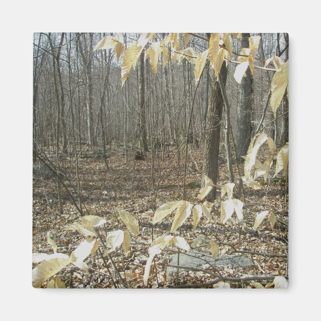 Aimant à bouleau d'hiver (Devant)