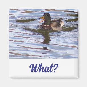 Aimant à canard Mallard