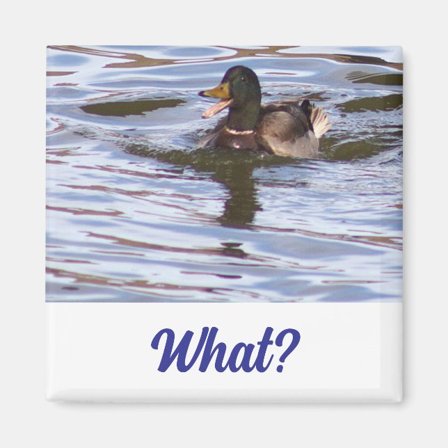 Aimant à canard Mallard (Devant)