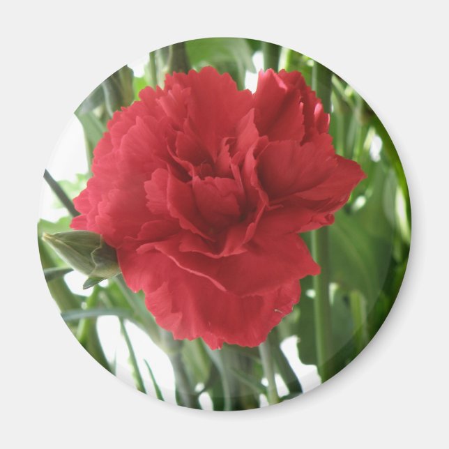 Aimant à carnation rouge (Devant)
