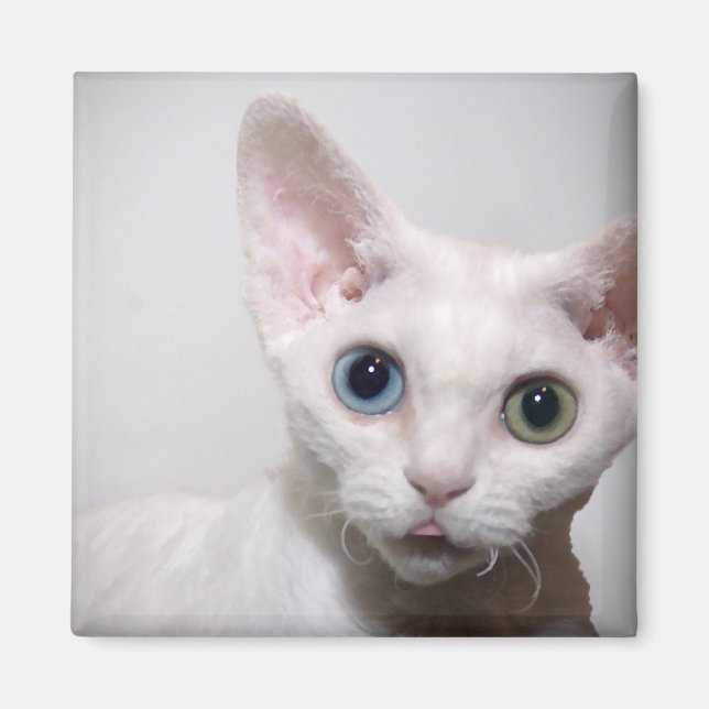 Aimant à chat blanc (Devant)