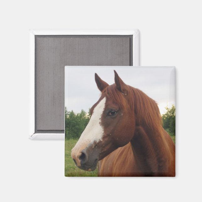 Aimant à cheval blanc et Brown (Recto/Verso)
