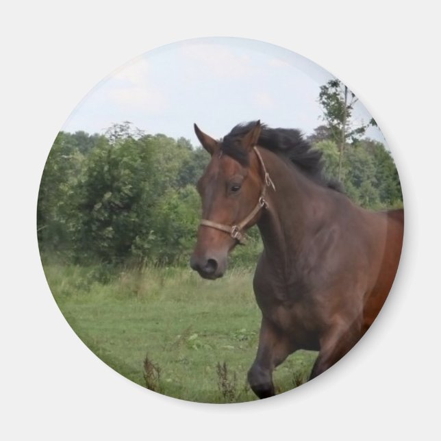 Aimant à cheval de la baie (Devant)