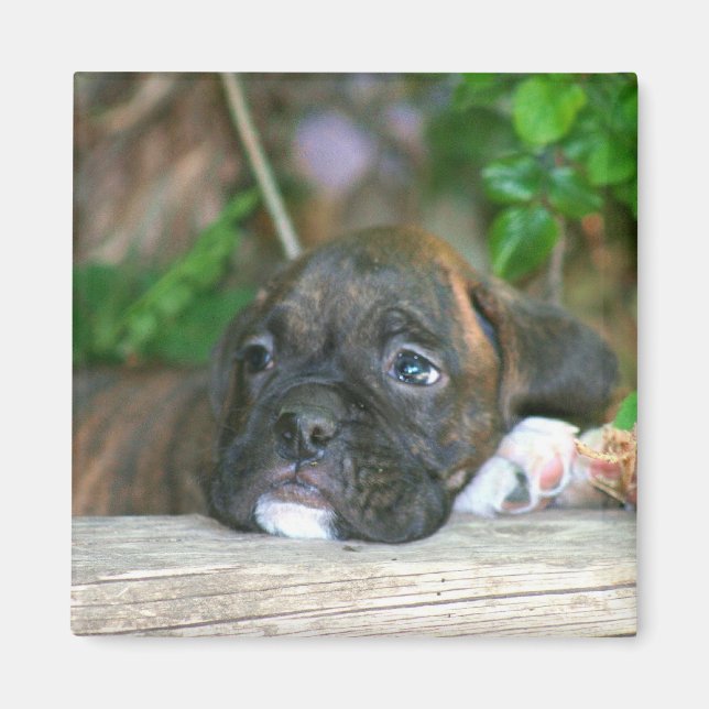 Aimant à chiot de boîte (Devant)
