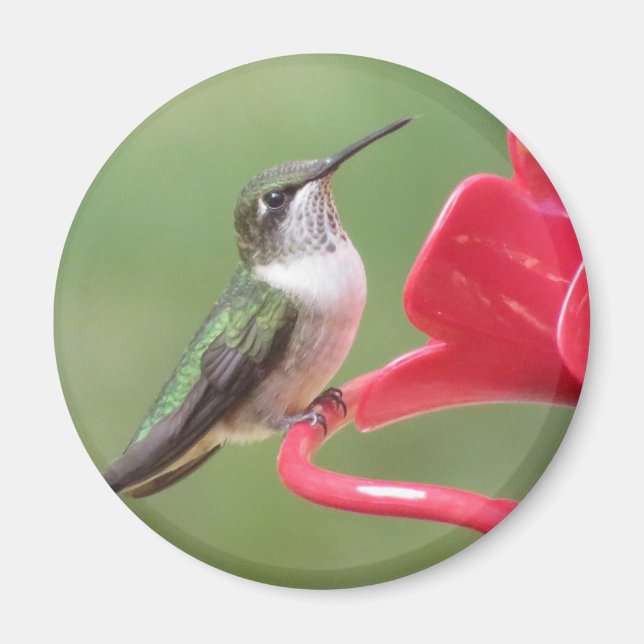 Aimant à colibri à gorge rubis (Devant)