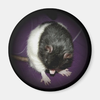 Aimant à cuite de rat
