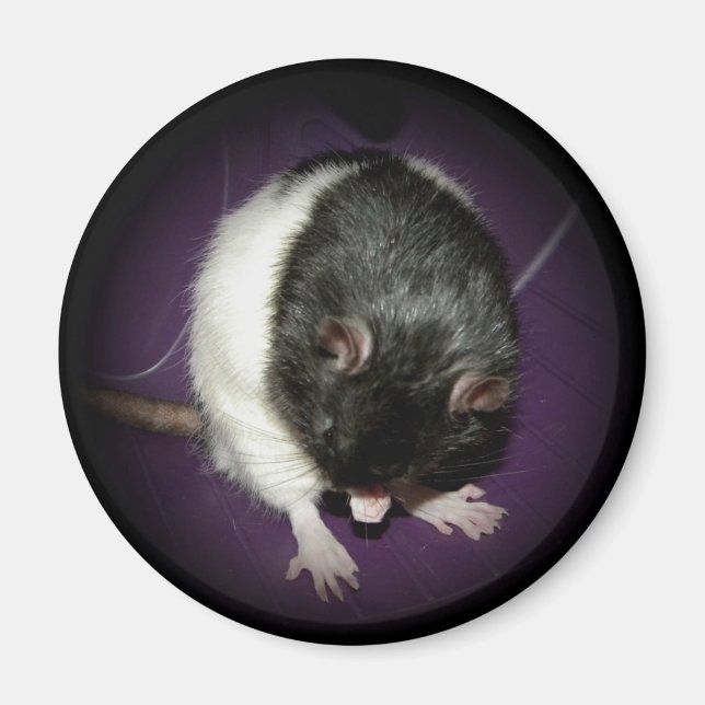 Aimant à cuite de rat (Devant)