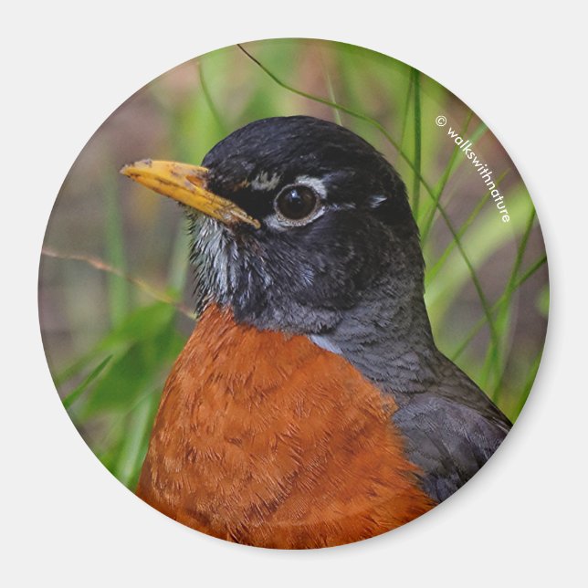 Aimant A Curious and Hopeful American Robin (Devant)