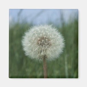 Aimant à Dandelion