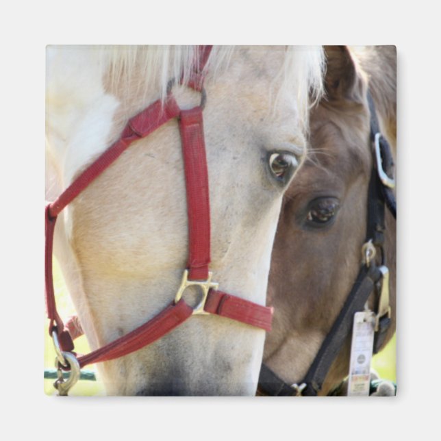 Aimant à deux chevaux (Devant)