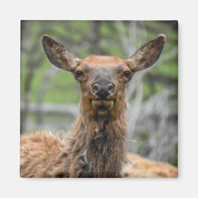 Aimant à Elk américain (Devant)