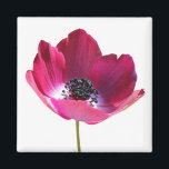 Aimant à fleur d'anémone<br><div class="desc">Une jolie fleur d'anémone isolée sur le blanc.</div>