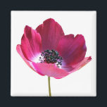 Aimant à fleur d'anémone<br><div class="desc">Une jolie fleur d'anémone isolée sur le blanc.</div>