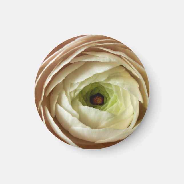 Aimant à fleur de Ranunculus (Devant)