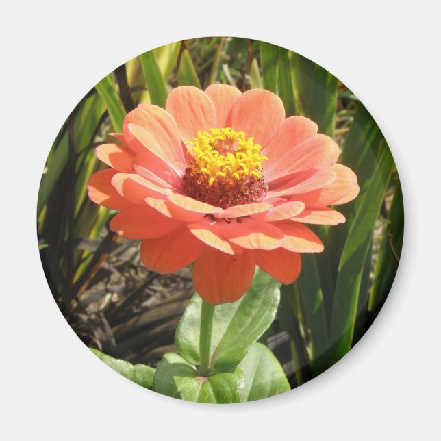 Aimant à fleur orange Zinnia (Devant)