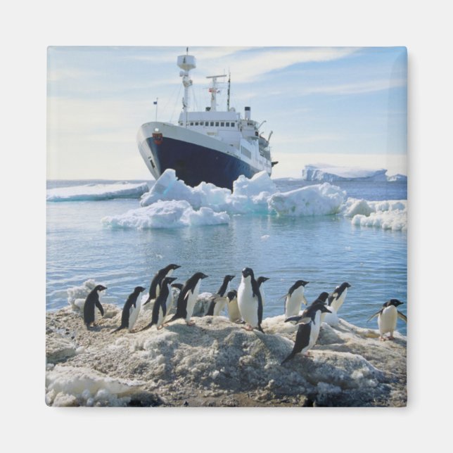 Aimant A Group of Penguins Standing On An Icy Beach (Devant)
