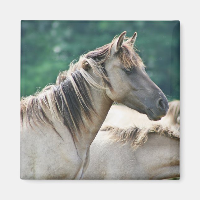 Aimant A herd of Brumby Horses from Australie (Devant)