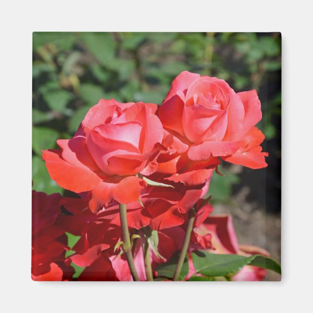 Aimant à imprimé de roses roses (Devant)