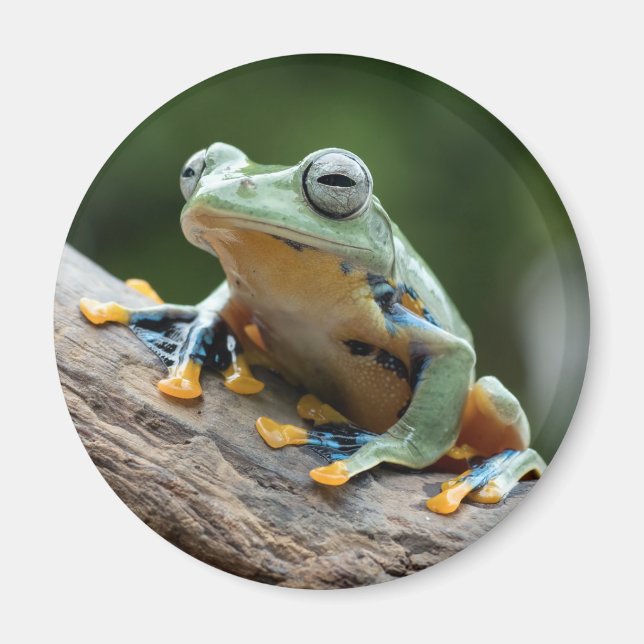 Aimant à la grenouille (Devant)
