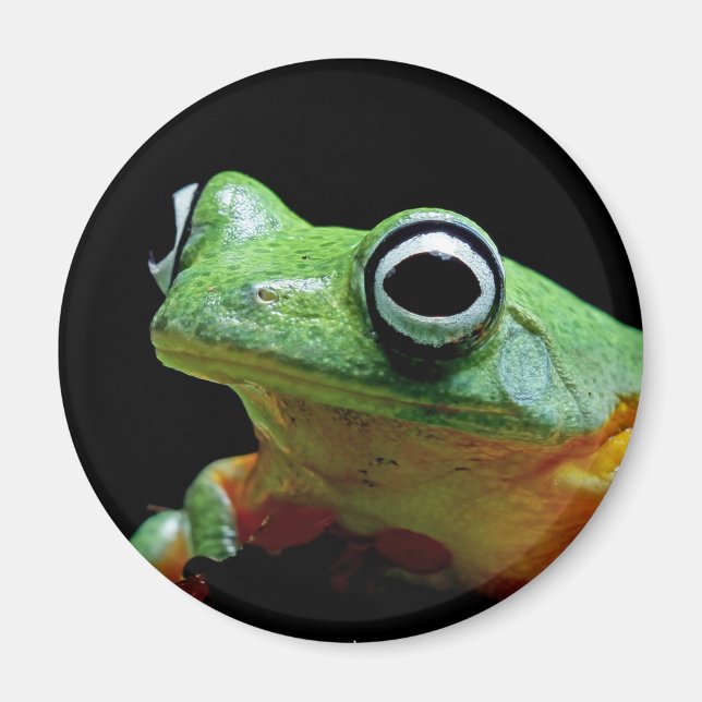 Aimant à la grenouille (Devant)