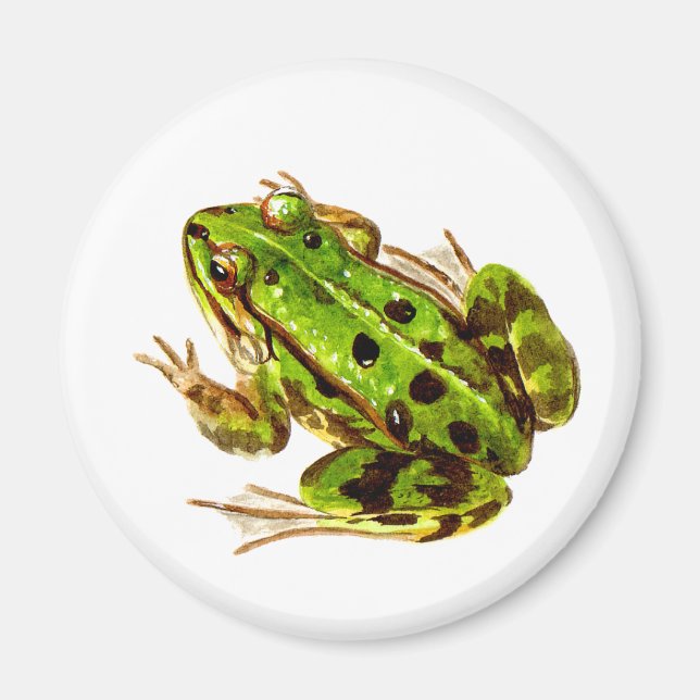 Aimant à la grenouille (Devant)