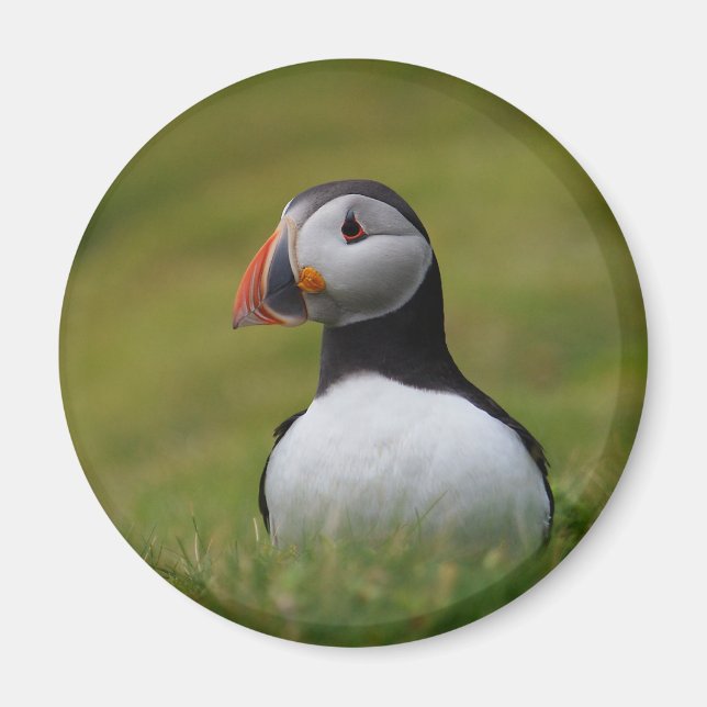 Aimant À la recherche du Puffin de Burrow (Devant)