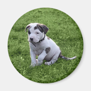 Aimant À l'os de pitbull de chiot