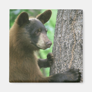 Aimant à l'ours
