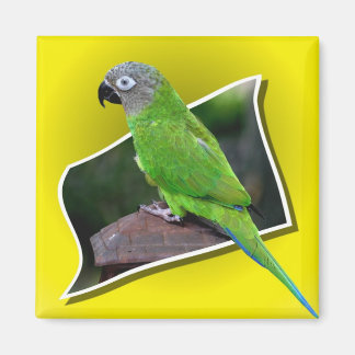Aimant à perroquet à tête lisse