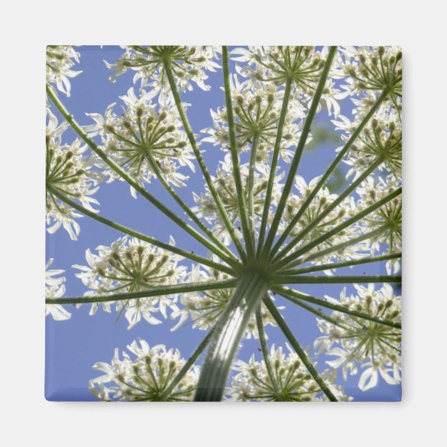 Aimant à persil de vache à fleurs d'été (Devant)