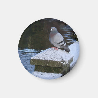 Aimant à pigeon neigeux