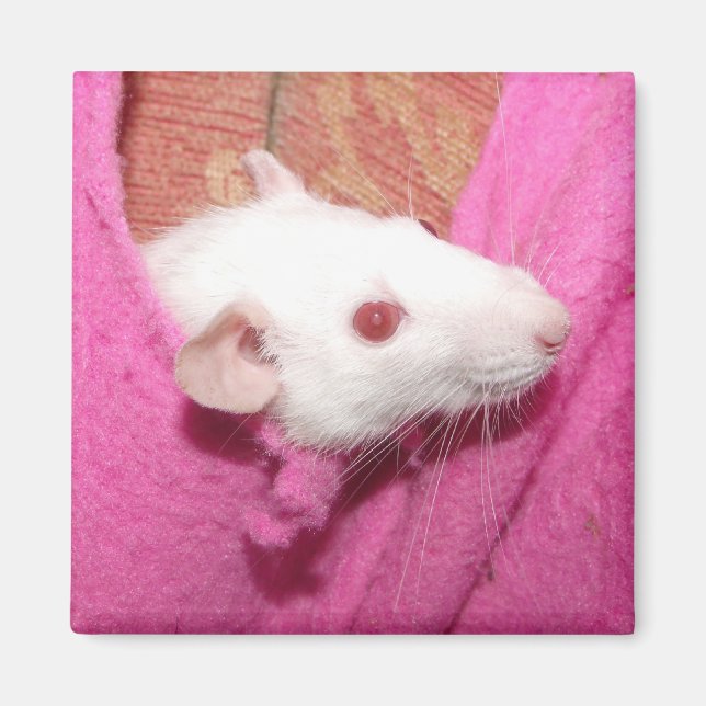 Aimant à rat (Devant)