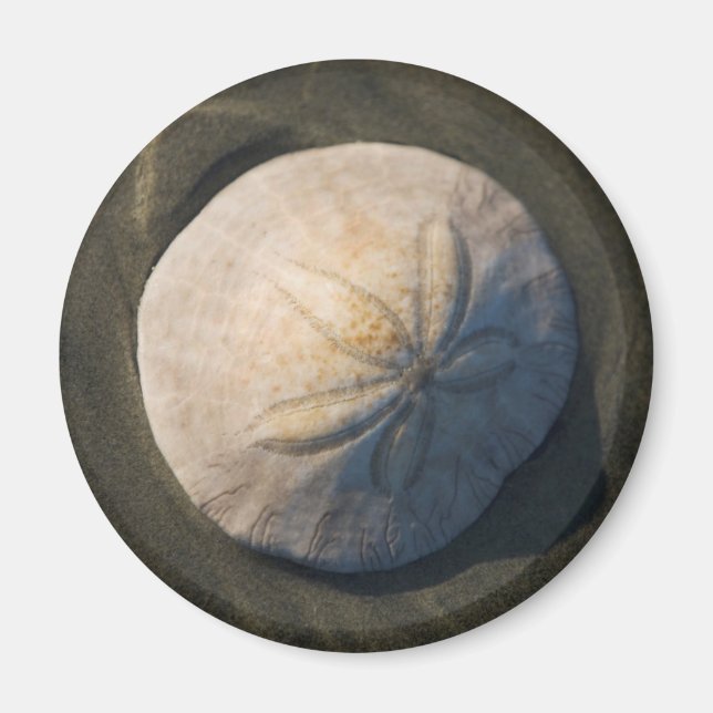 Aimant A Sand Dollar (Devant)