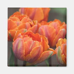 Aimant à tulipe orange