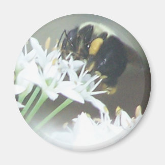 Aimant Abee