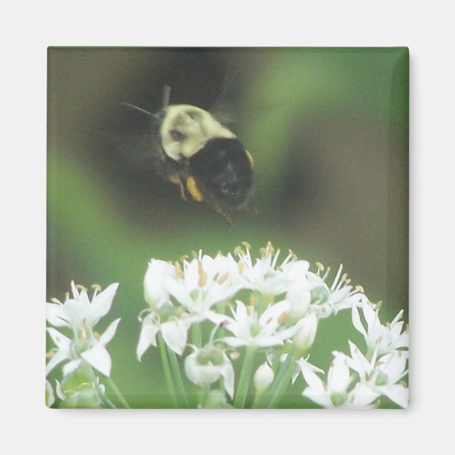 Aimant Abee (Devant)