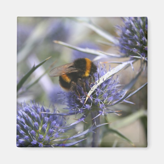 Aimant Abeille dans chardon (Devant)